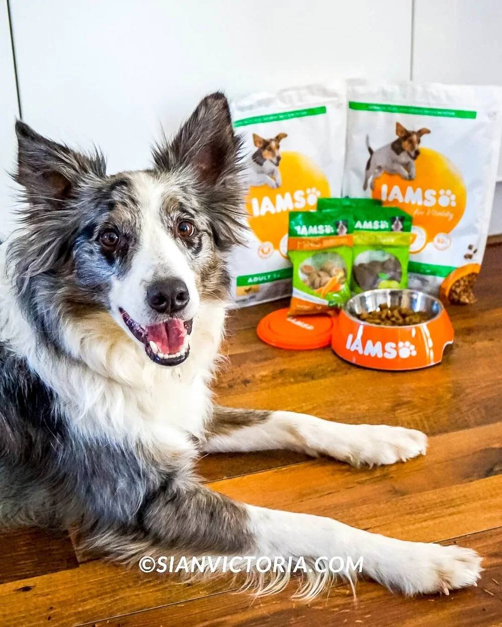 Iams dog food hot sale diarrhea